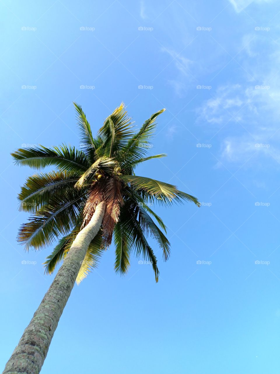 palm tree