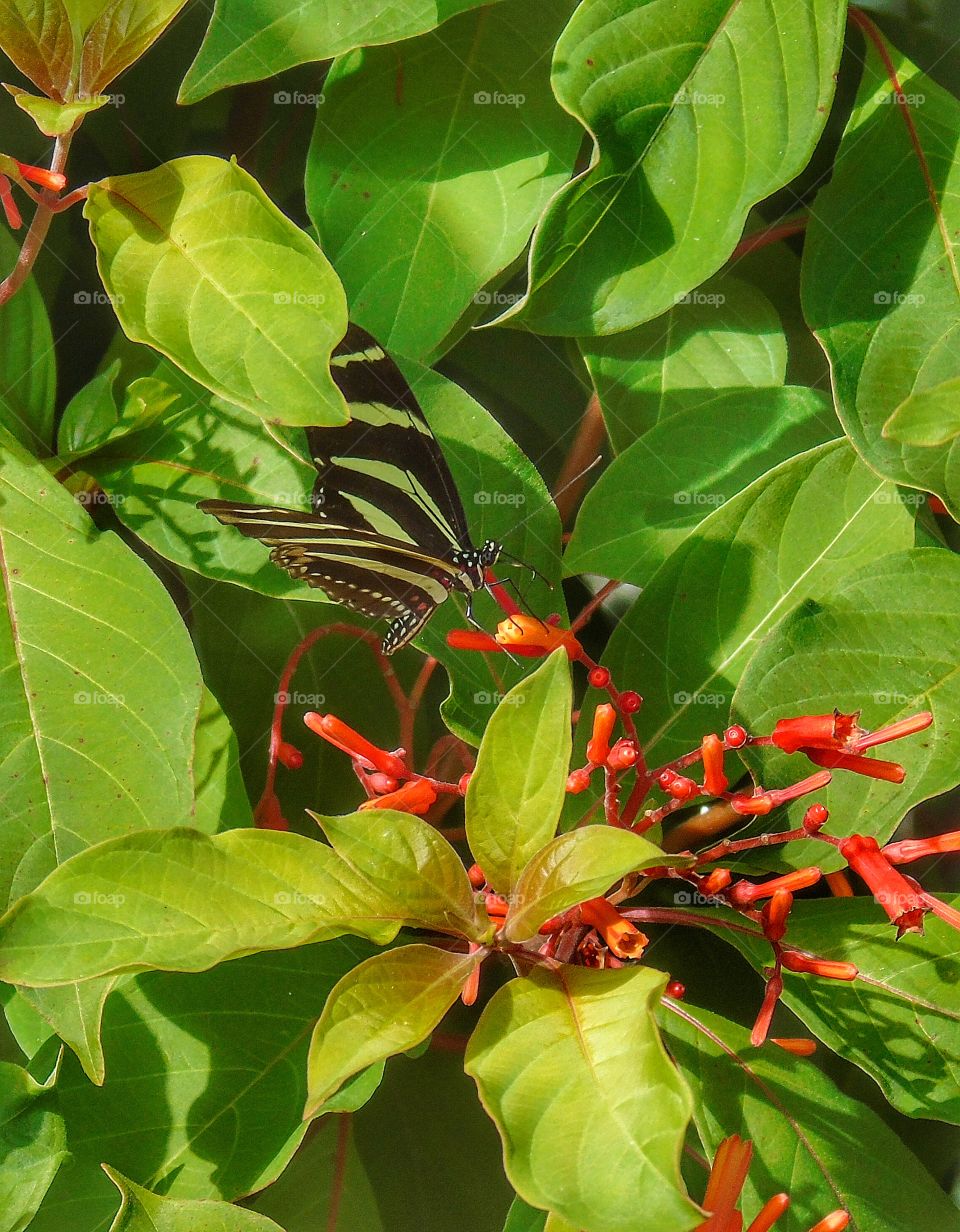 Black butterfly pollinating on flower