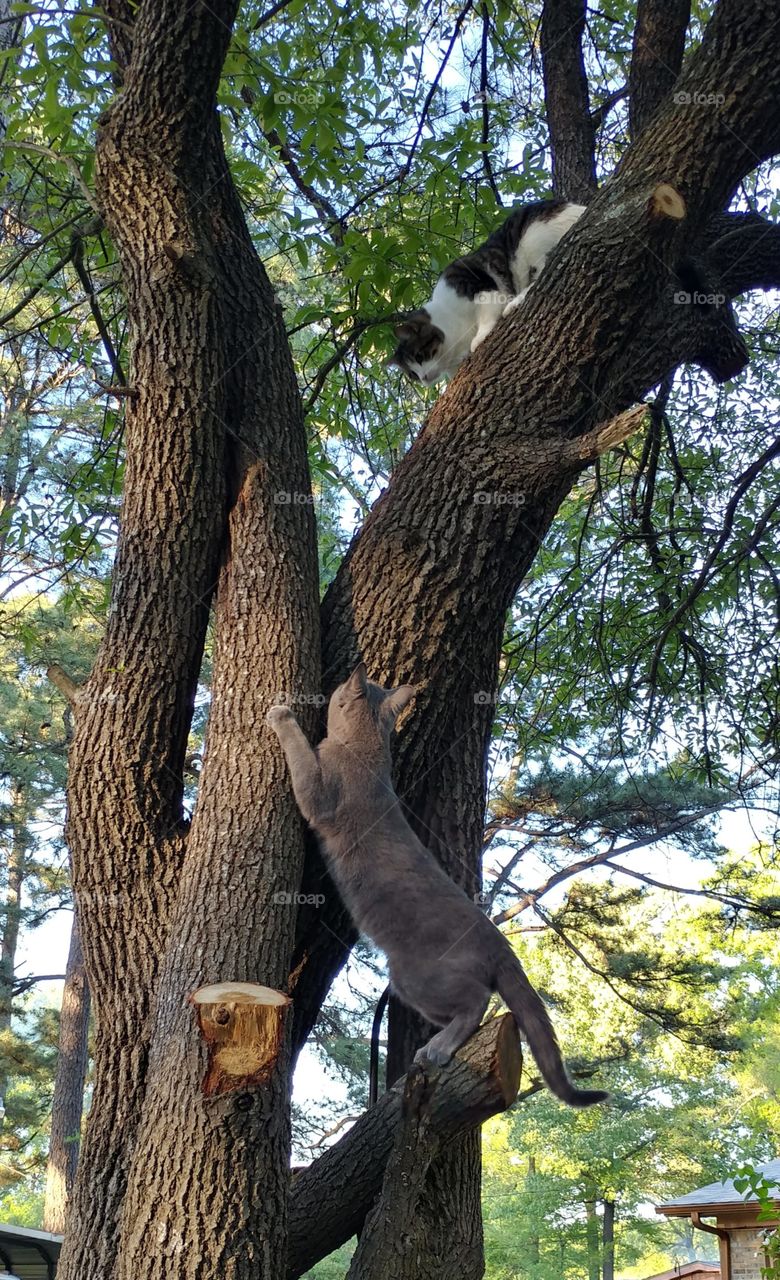 cats climbing tree