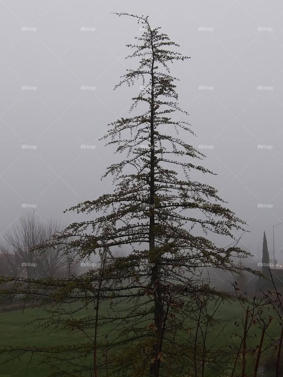 larch in fog