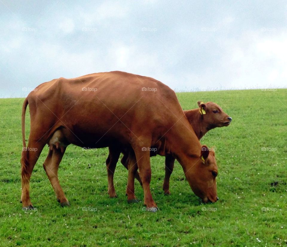Animal, cow and calf, farm