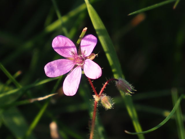 🌸