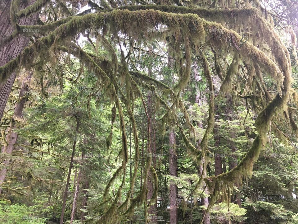 Vancouver Tree