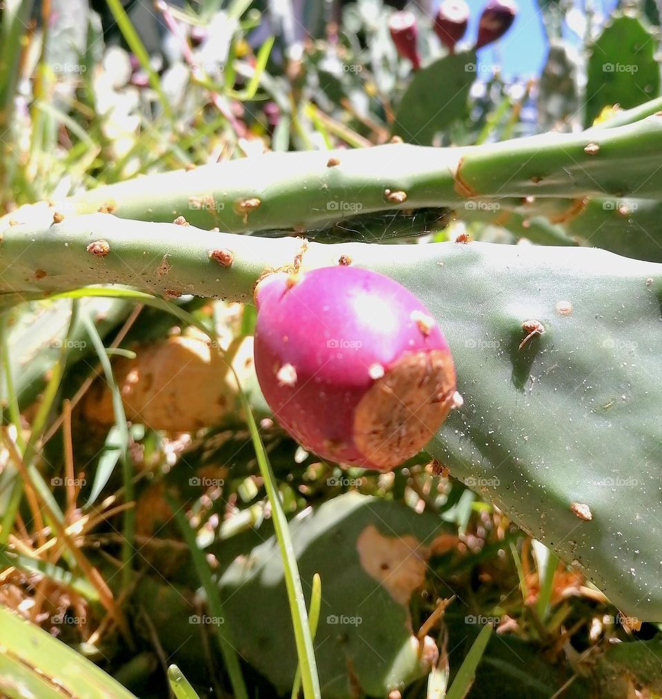 Upload photo of the week - cactus bush