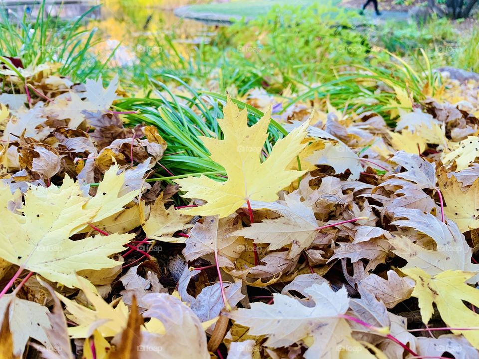 The colours of FALL