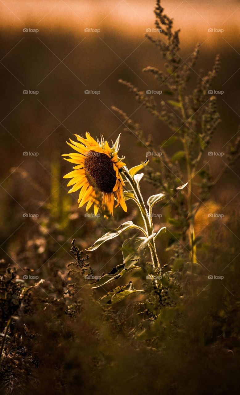 Beautiful flower standing out almost as bright as the sun