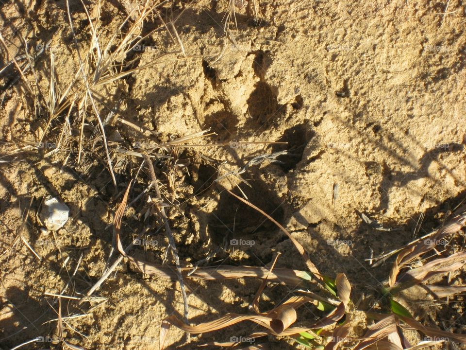 Wild Animal Tracks in the Sand