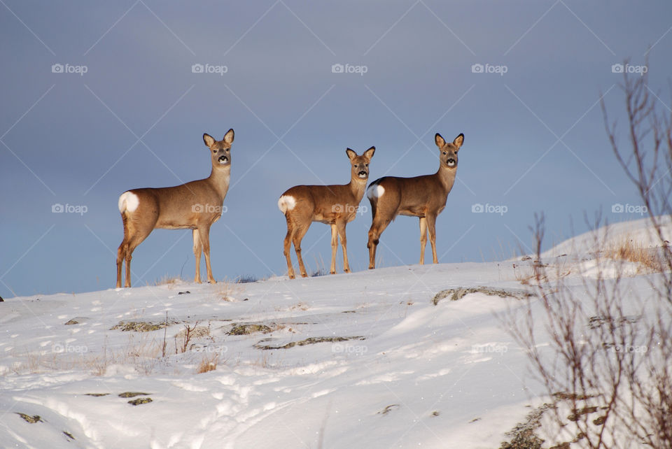 Wild deers posing