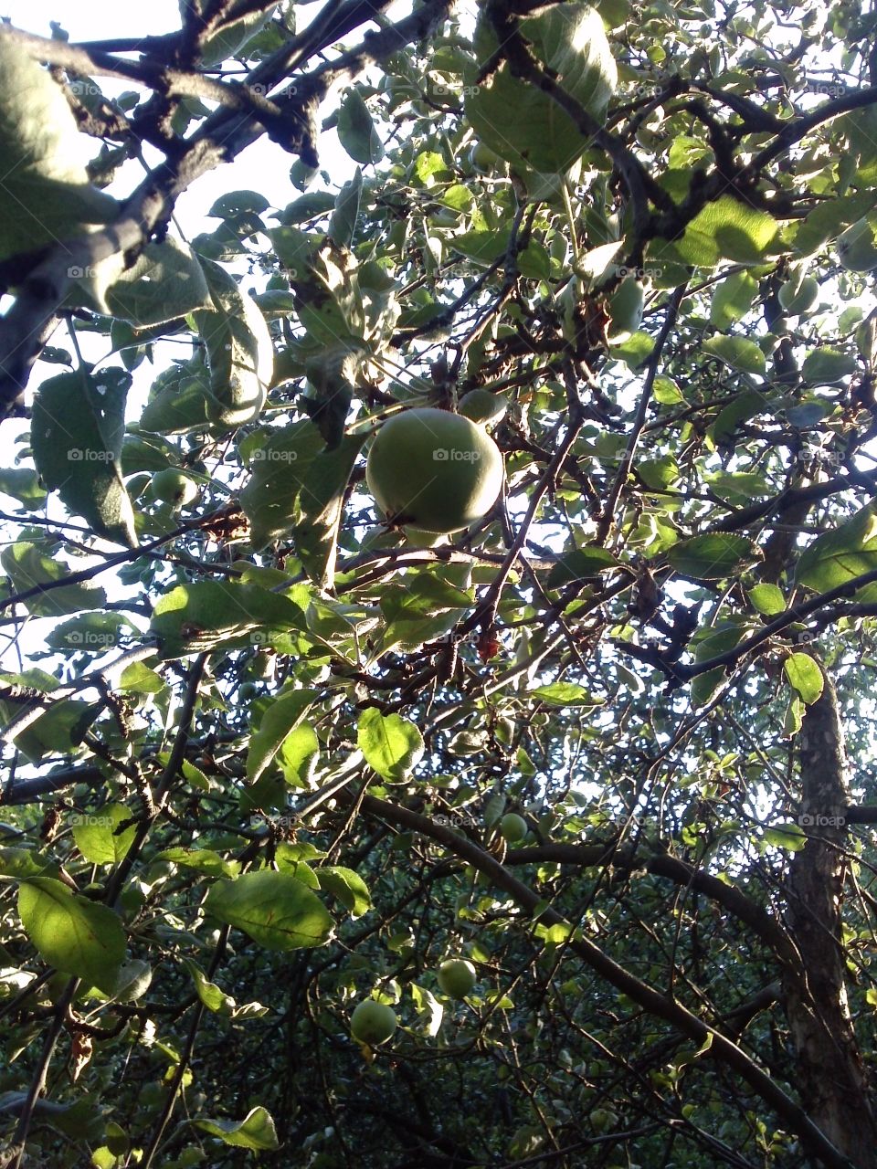 Apple-tree sunset