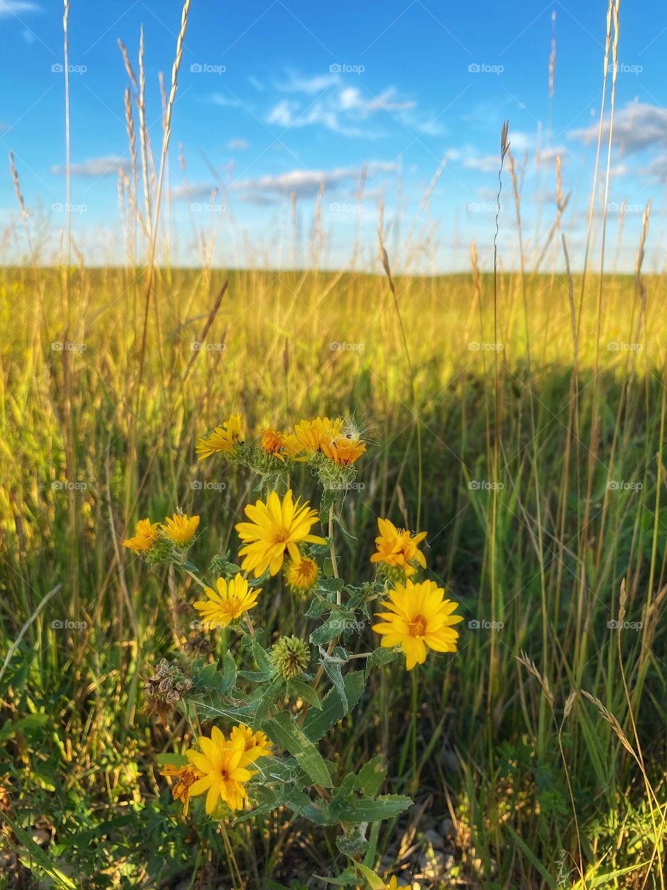 Wildflowers 