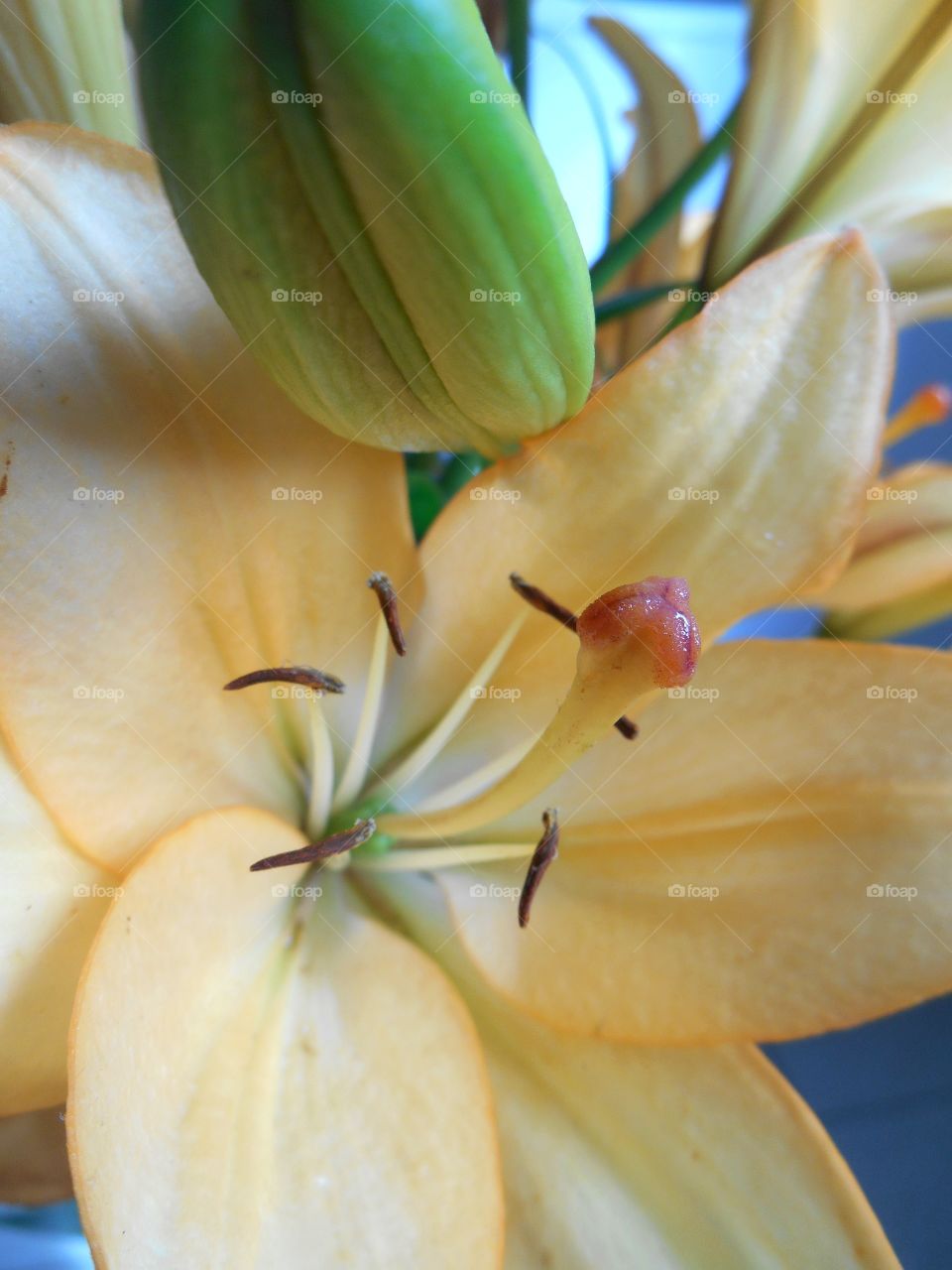 house plants lily flower on a window home