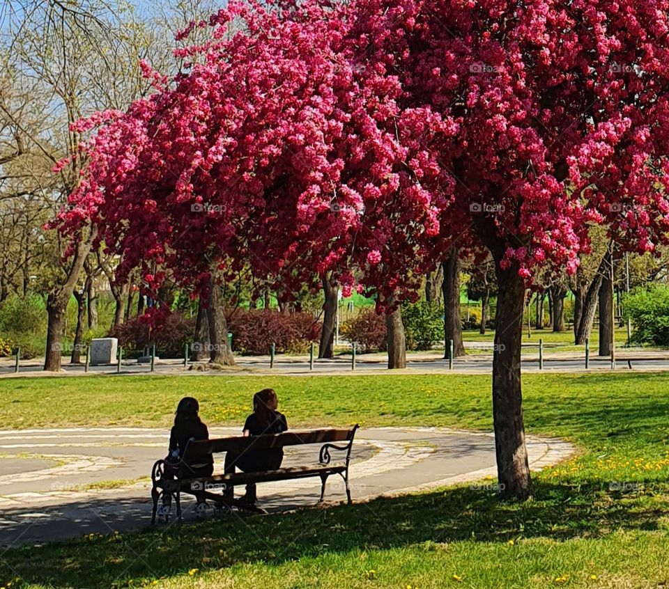 Under the tree