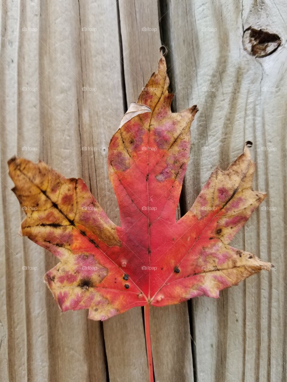 fall leaf with wood background 2