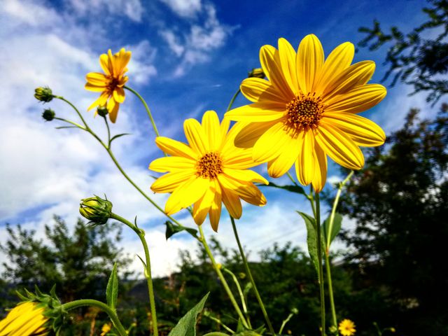 yellow