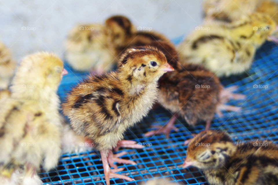 Chicks in poultry barn.