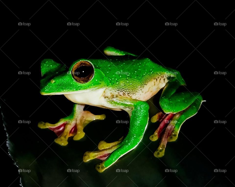 frog  in night🐸