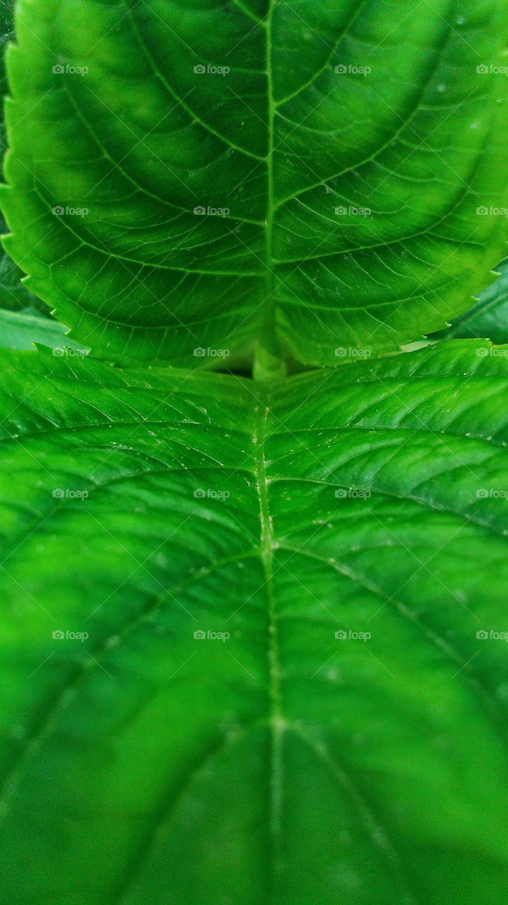 Green leafs