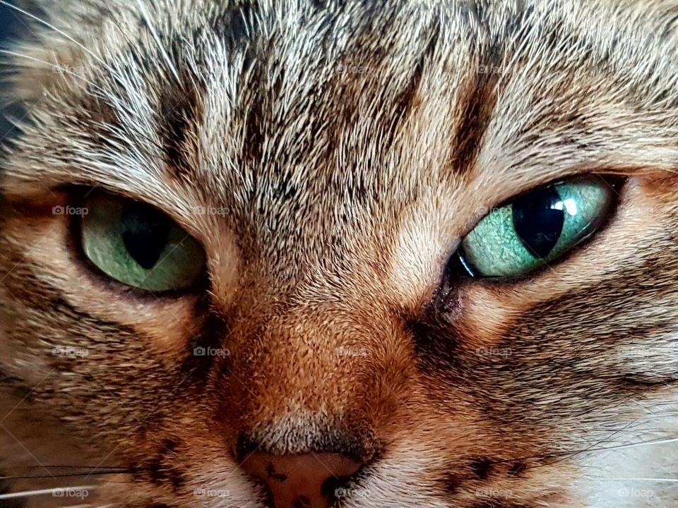 eye cat