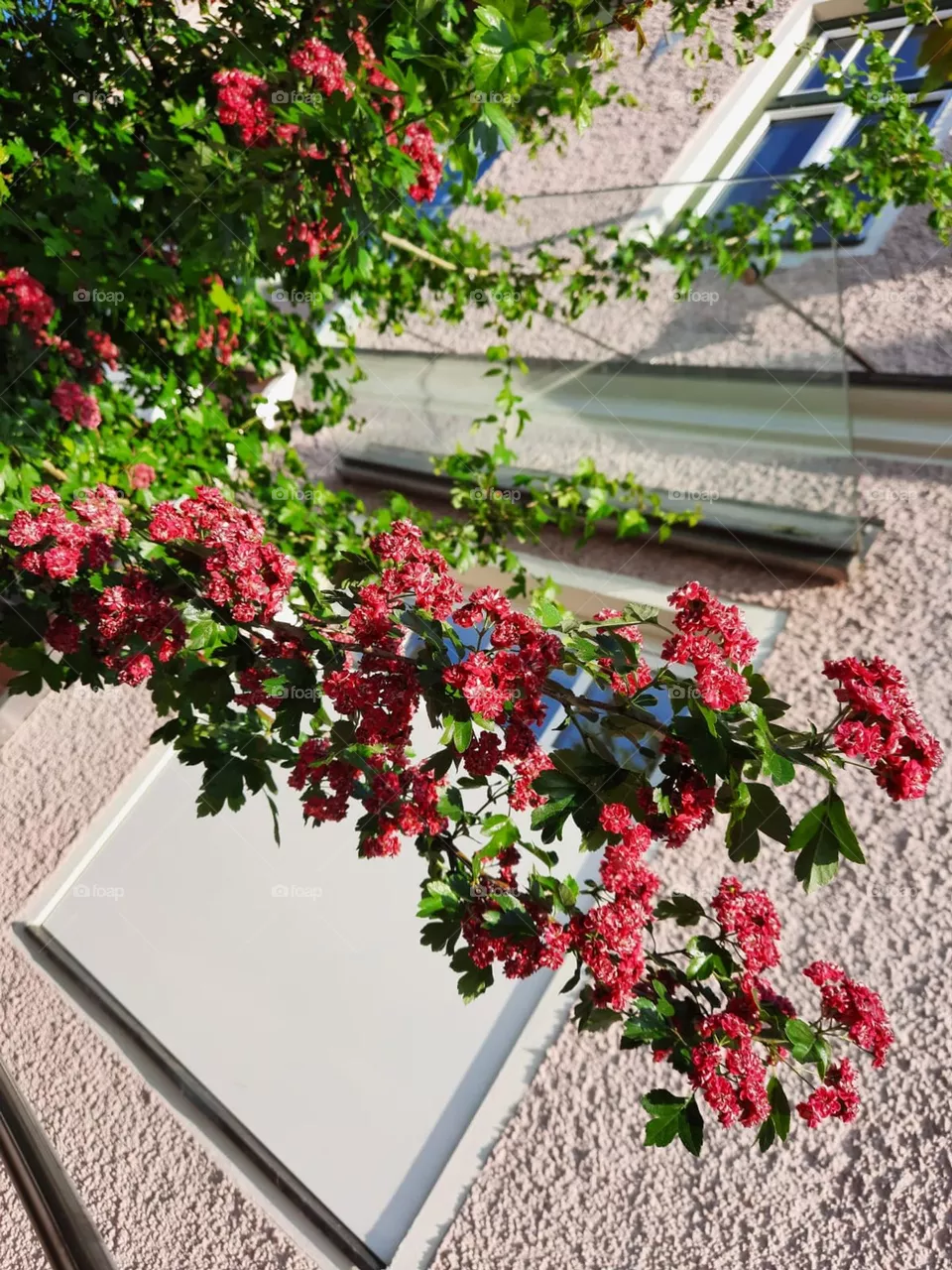 Baum Blumen 
