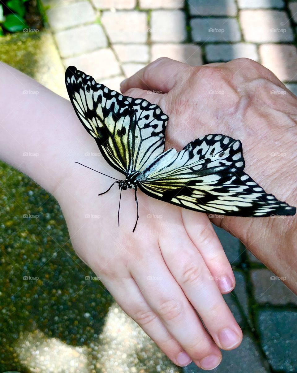 Passing the butterfly