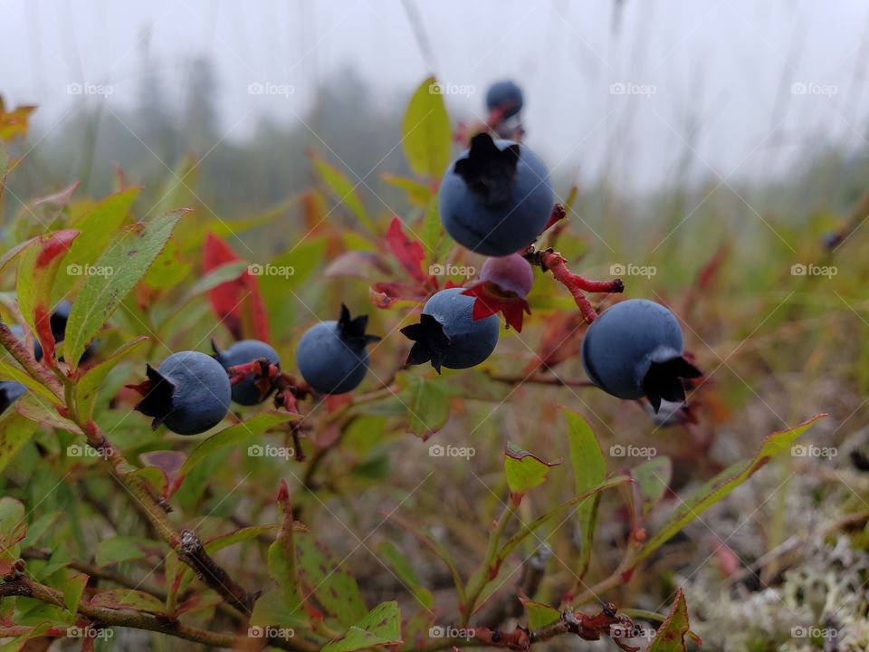 foggy Maine blue berries