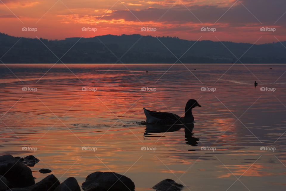 Silhouette of bird in the lake