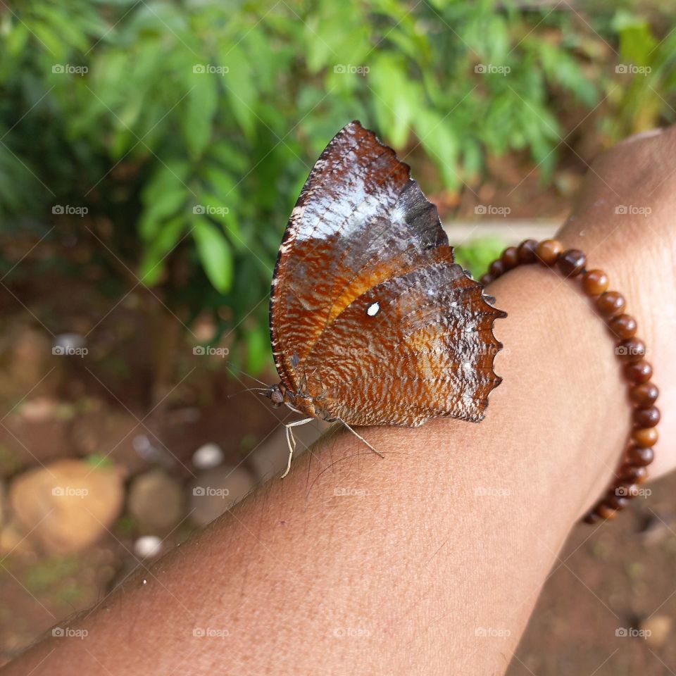 Beautiful butterfly on a young man's wrist