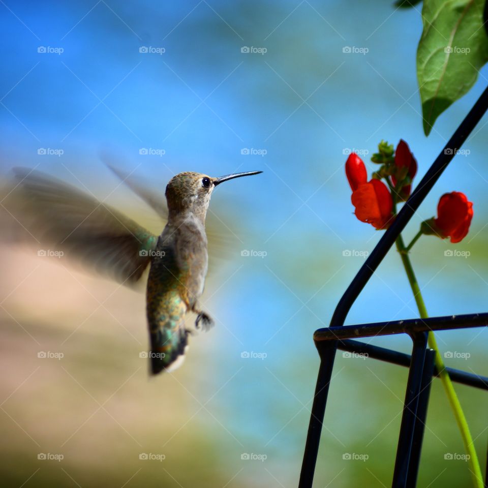 humming bird and bean flower