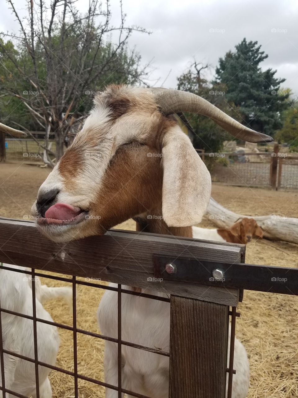 Oskar Blues goat