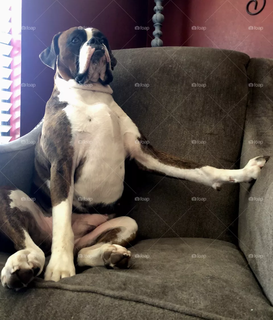 Canine royalty