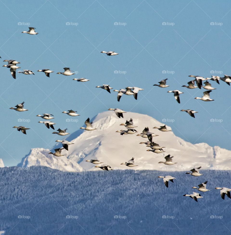 Snow geese in flight in front of Mt Baker