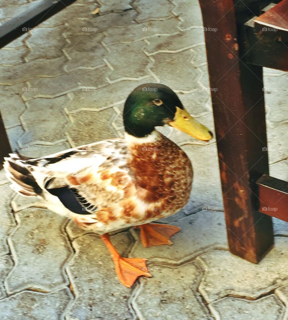 Duck