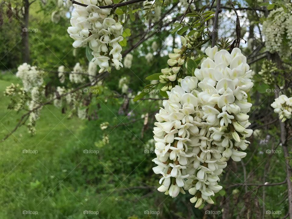 Close-up of locust tree in bloom