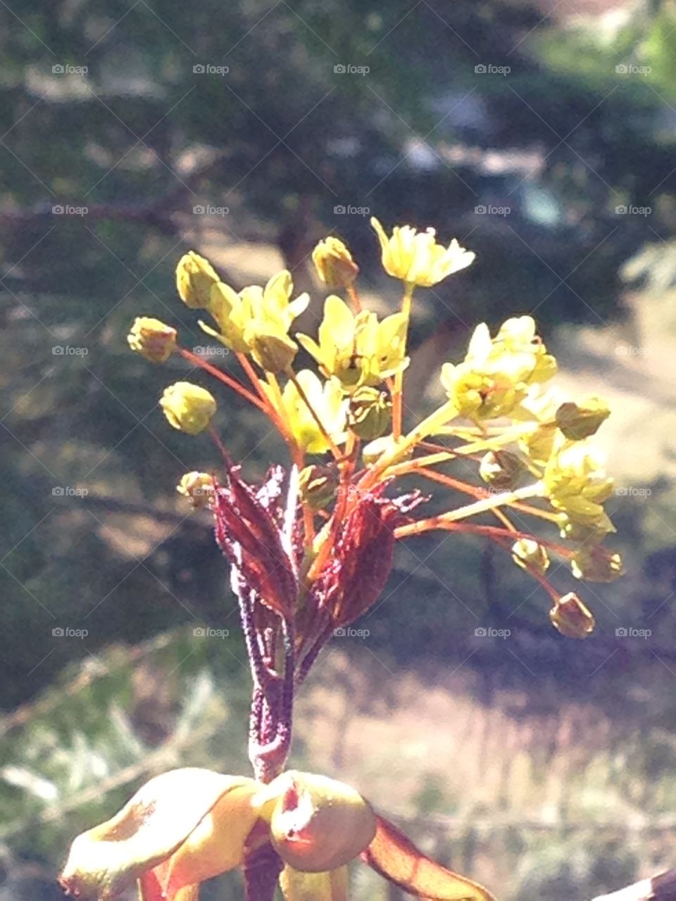 Maple flowers 