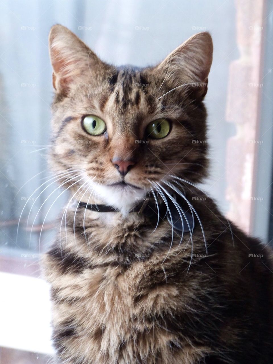 Cat with green eyes