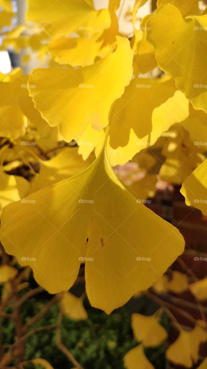 Autumn leaf in bright yellow