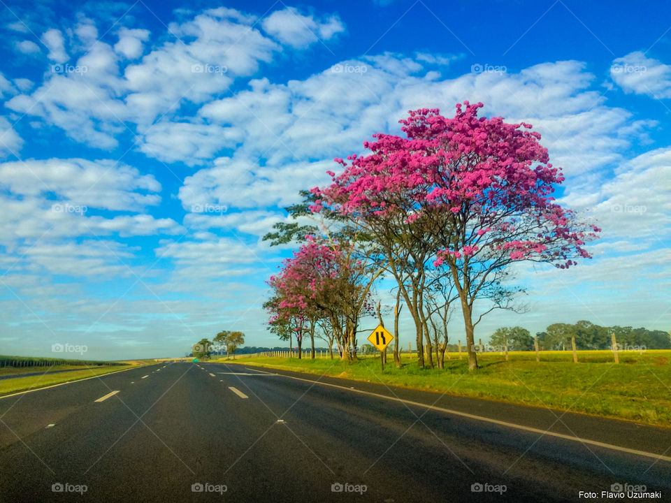 Fotografia de viagem, ipe pela estrada de São Paulo