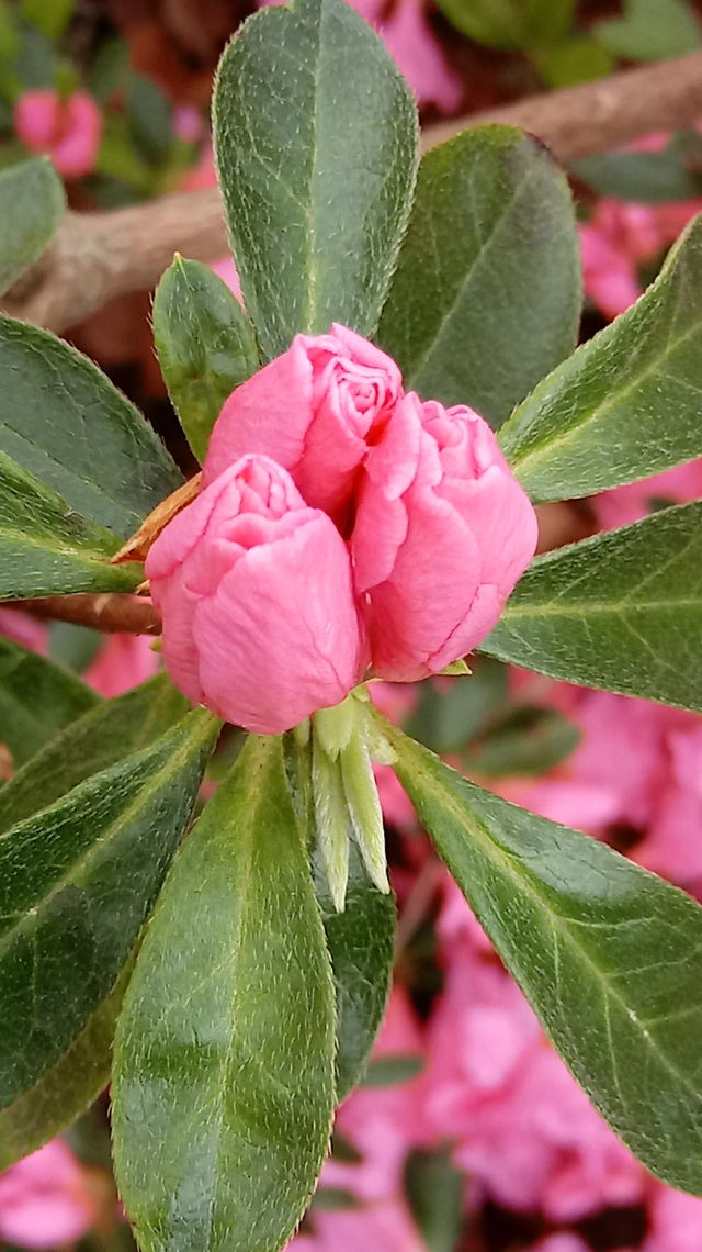 azalea buds