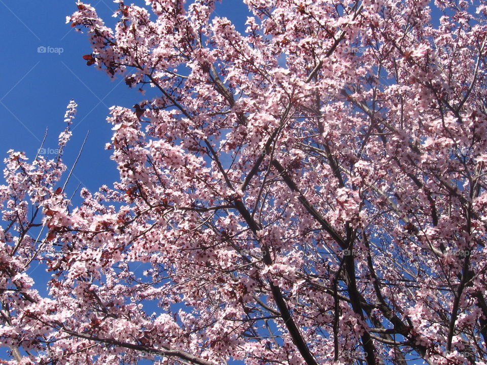 Flowering Cherry Tree