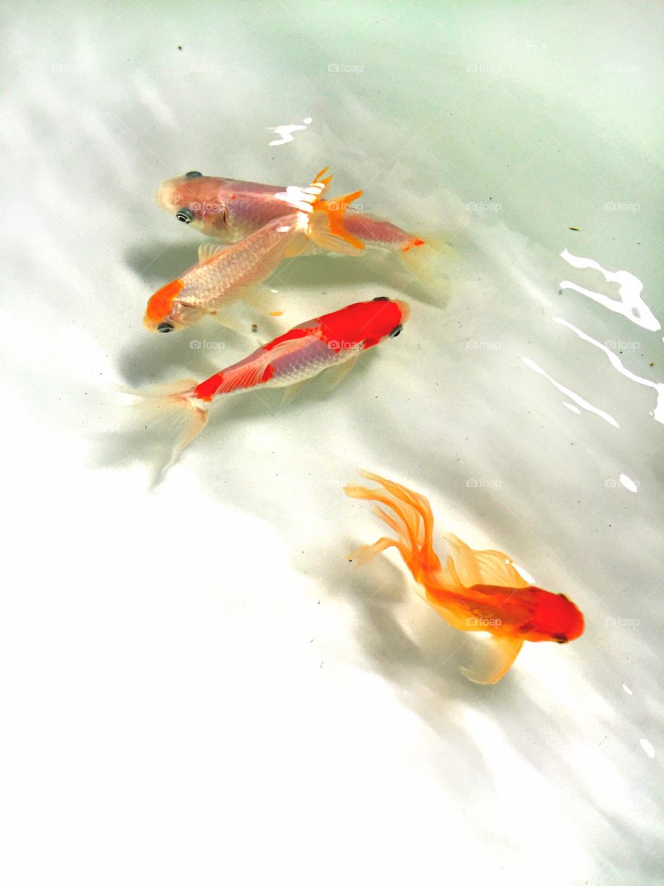 Lucky  Koi Fish