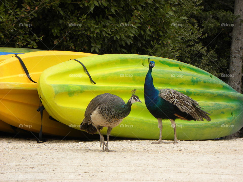 peacocks