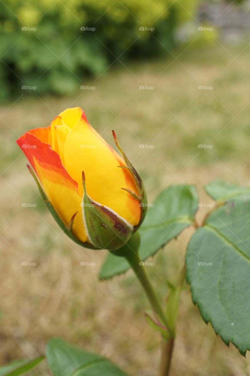 Yellow Rose bud