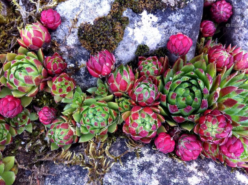 Plants in rock garden