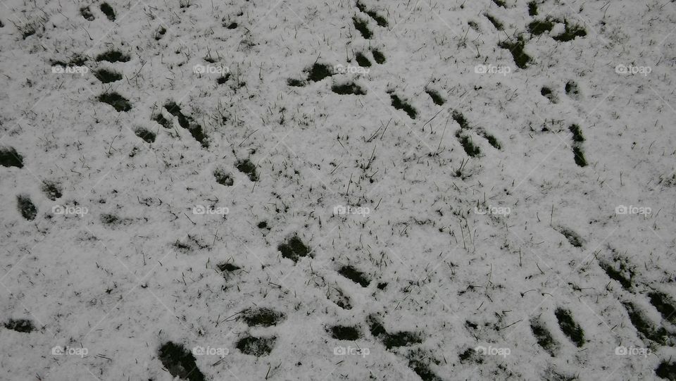 Rabbit Tracks In The Snow