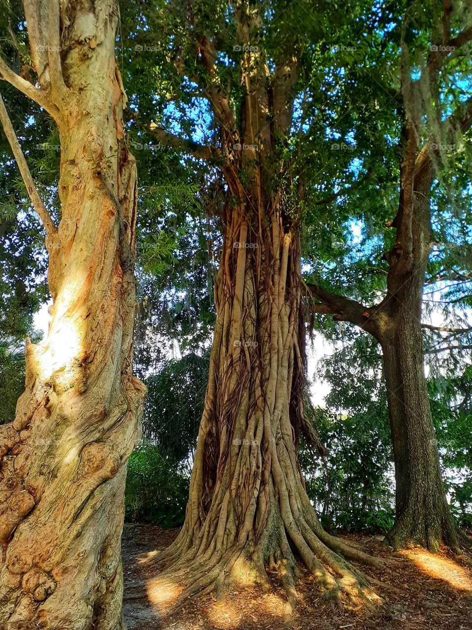 Three beautiful trees stand tall at Kraft Azalea Park in Winter Park, Florida. It is a beautiful park.