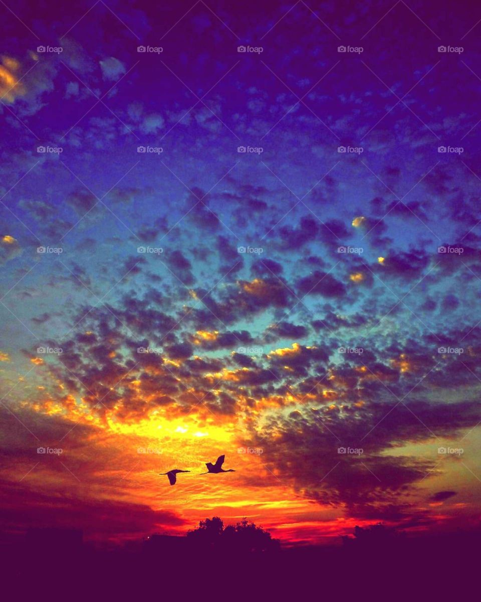 the photo of sunset and bird are going to  there home it's colourful photo