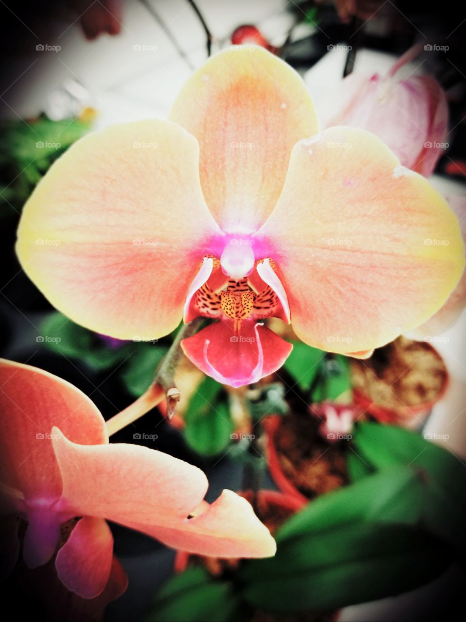 Orchid