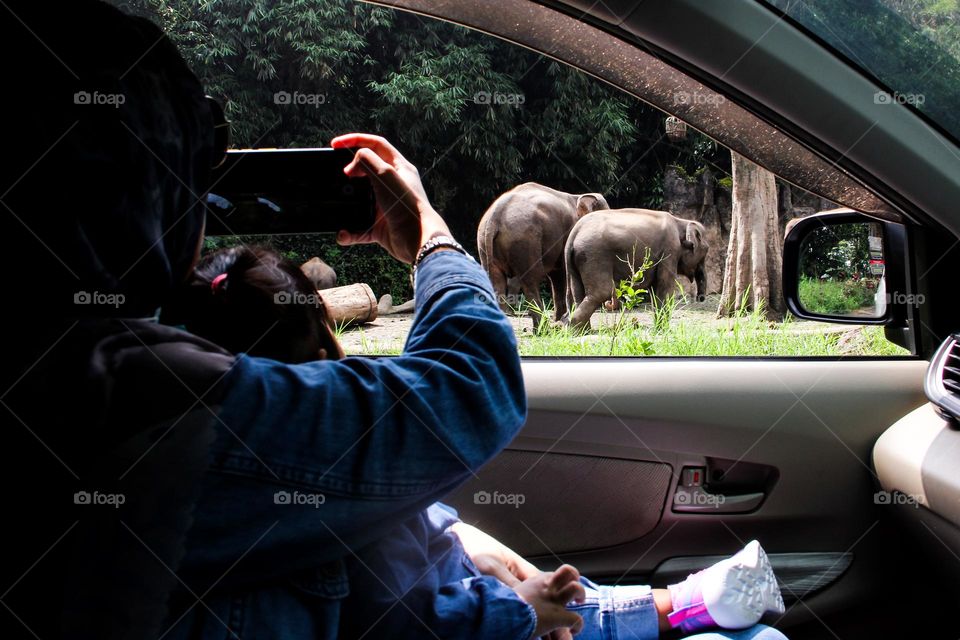 portrait of a woman recording elephant activity from inside a car at a safari park.