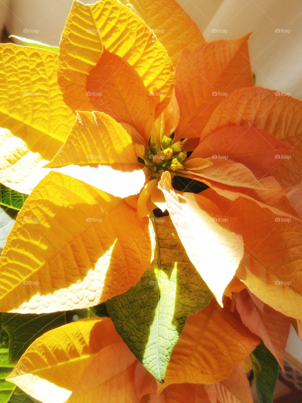 Beautiful indoor plants