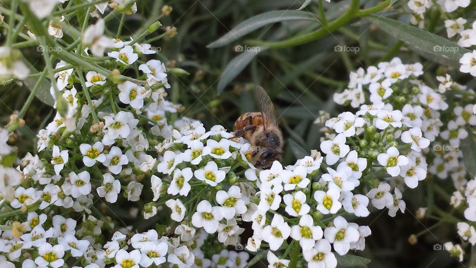 A busy Bee constantly on the move